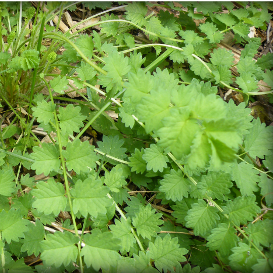 Pimprenelle (Sanguisorba minor)