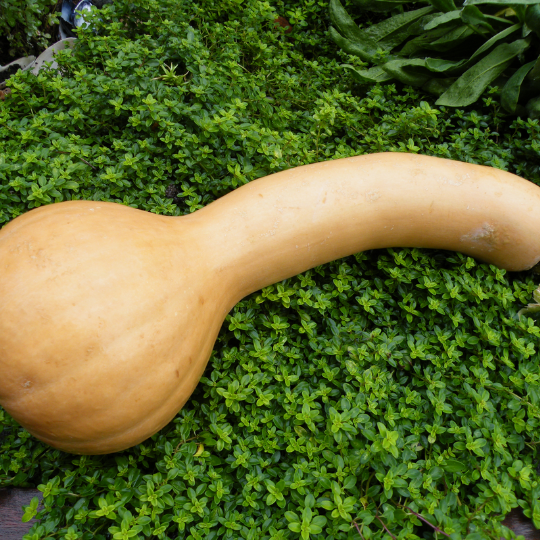 Canada Crookneck Squash (Cucurbita moschata)