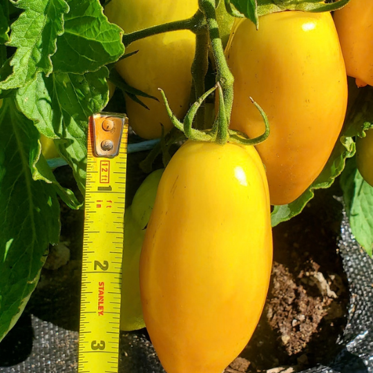 Banana Leg Tomato (Solanum lycopersicum)
