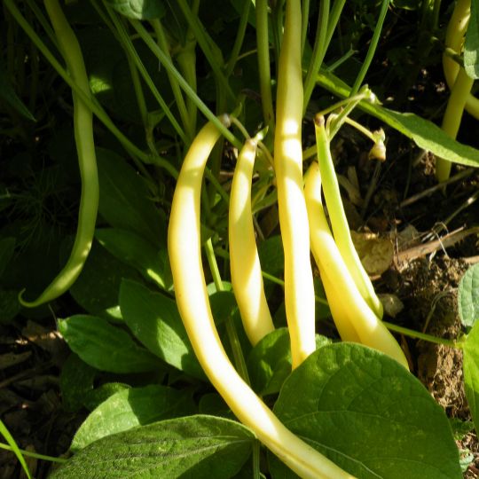 Black Seed Butter Bean (Phaseolus vulgaris var. nana 'Black Seed Butter Bean)