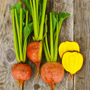 [033] Touchstone Gold Beet (Beta Vulgaris)
