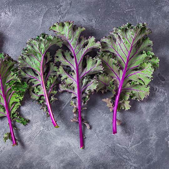 Kale Red Russian (Brassica napus ssp. pabularia)