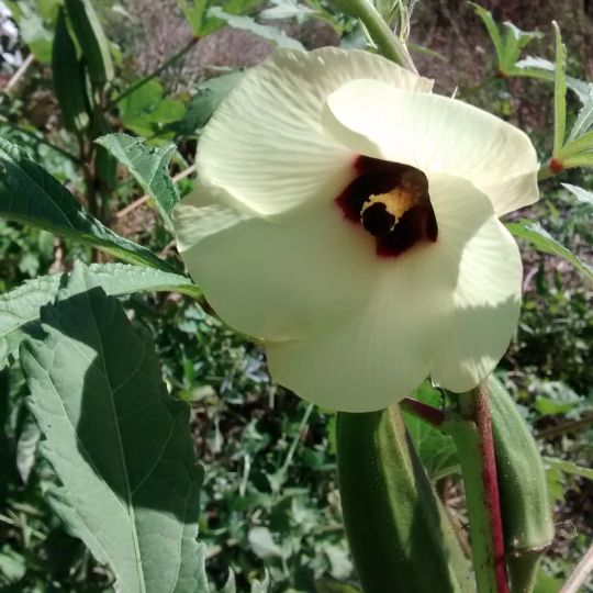 Okra ( Abelmoschus esculentus)