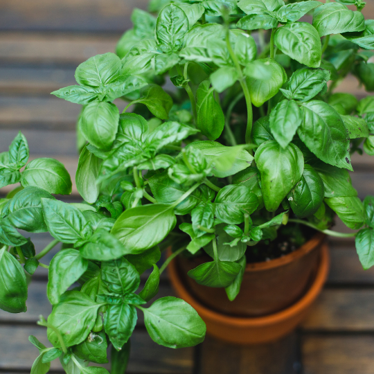 Basilic Genovese (Génois) (Ocimum basilicum)