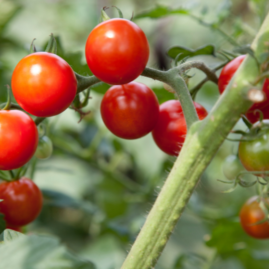 Petit Moineau Tomato (Solanum pimpinellifolium)