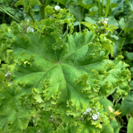 Mauve crépue (Malva verticillata var. crispa)