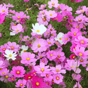 [069] ﻿Cosmos ''Sensation Mix'' (Cosmos bipinnatus)﻿
