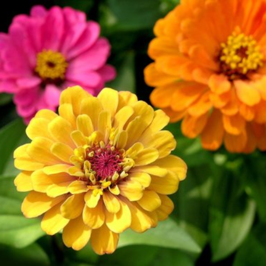 Zinnia (Zinnia sp.)