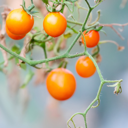 Tomate Sun Drop (Solanum lycopersicum)