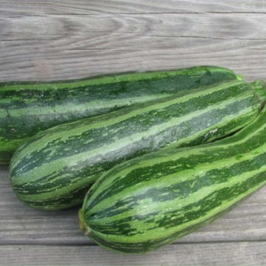 Courgette Cocozelle (Cucurbita pepo)