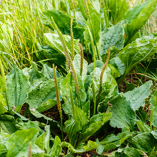 Grand plantain (Plantago major)