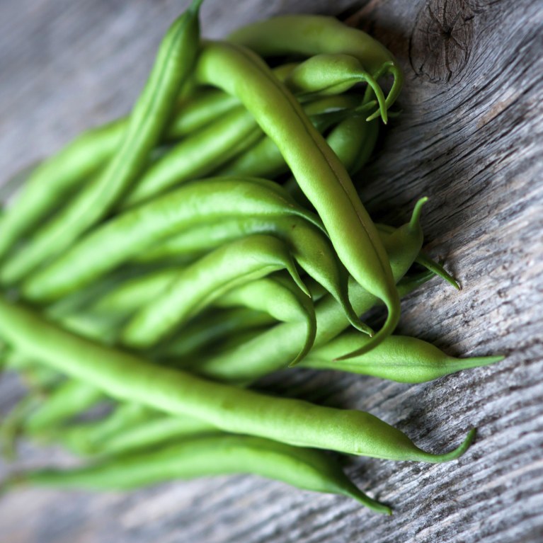 Haricot Grand-mère ( Phaseolus vulgaris)