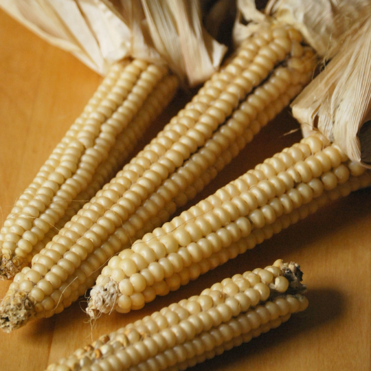 Maïs Canadien Blanc (Zea mays)