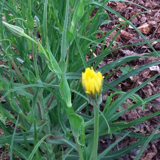 Meadow salsify (Tragopogon pratensis)