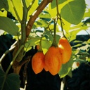 [129] Dwarf tamarillo (Solanum abutiloides)