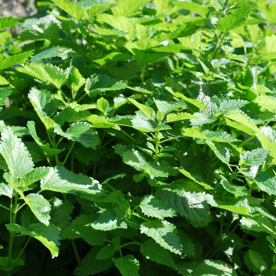 Lemon balm (Melissa officinalis)