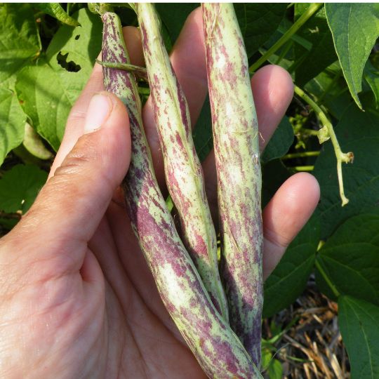 Haricot Thibodeau du comté de Beauce ( Phaseolus vulgaris)