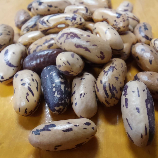 Thibodeau bean from Beauce County (Phaseolus vulgaris)