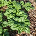 [083] Épinard Norfolk (Spinacia oleracea)