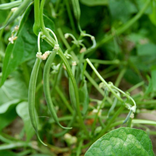 Haricot Comtesse de Chambord ( Phaseolus vulgaris)