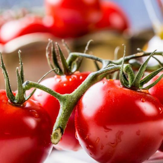 Tomate Mon Plaisir (Solanum lycopersicum "Mon Plaisir")