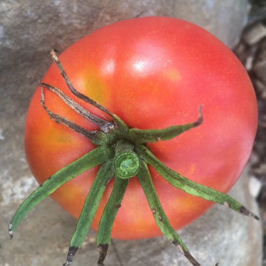 Tomate 'Ice Grow' (Solanum lycopersicum 'Ice Grow')
