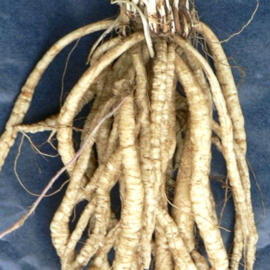 Skirret (Sium sisarum)
