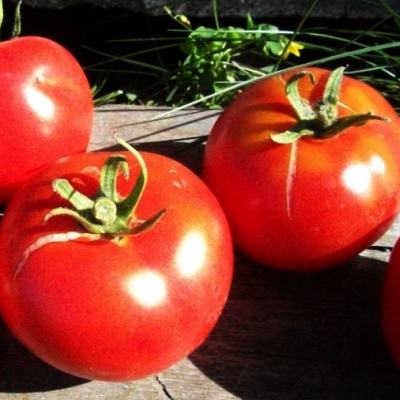 Tomate Québec #13 (Solanum lycopersicum)