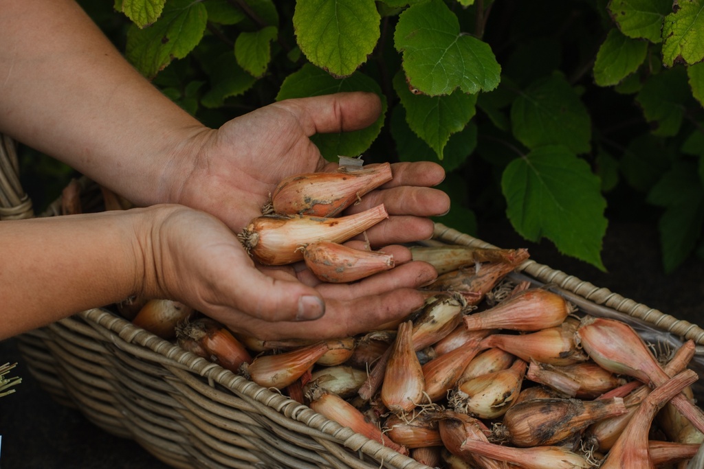 Saint-Anne shallots (Allium ascalonicum)