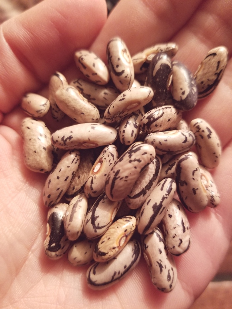 Peasant Pole Bean (Phaseolus vulgaris)