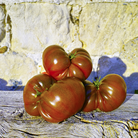 Crimean Black Tomato (Solanum lycopersicum)