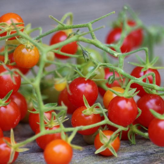 Tomate groseille (Solanum pimpinellifolium)
