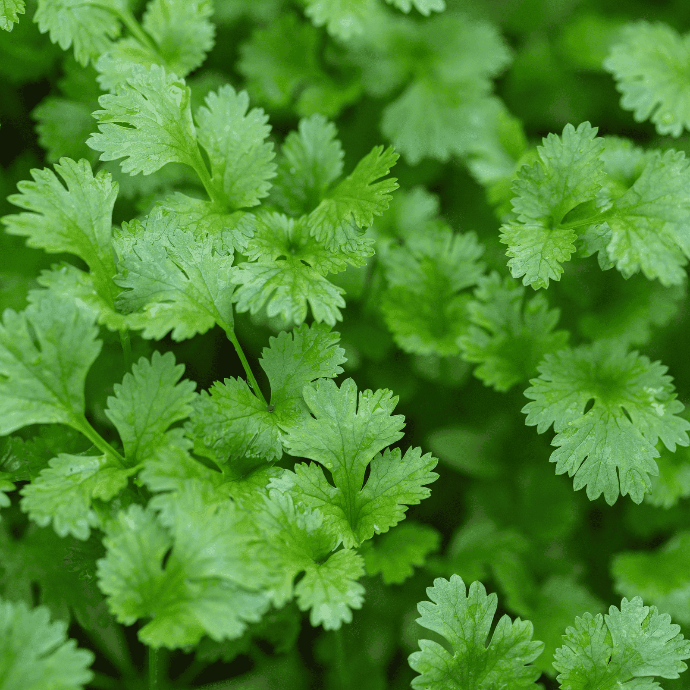 Coriandre (Coriandrum sativum)﻿