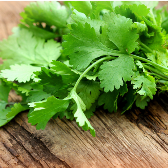 Coriander (Coriandrum sativum)