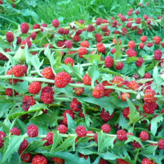Épinard fraise (Chenopodium capitatum)