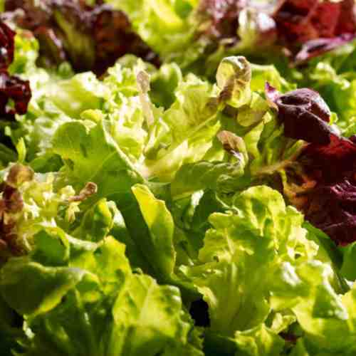 Lettuces Mixt (Lactuca sativa)