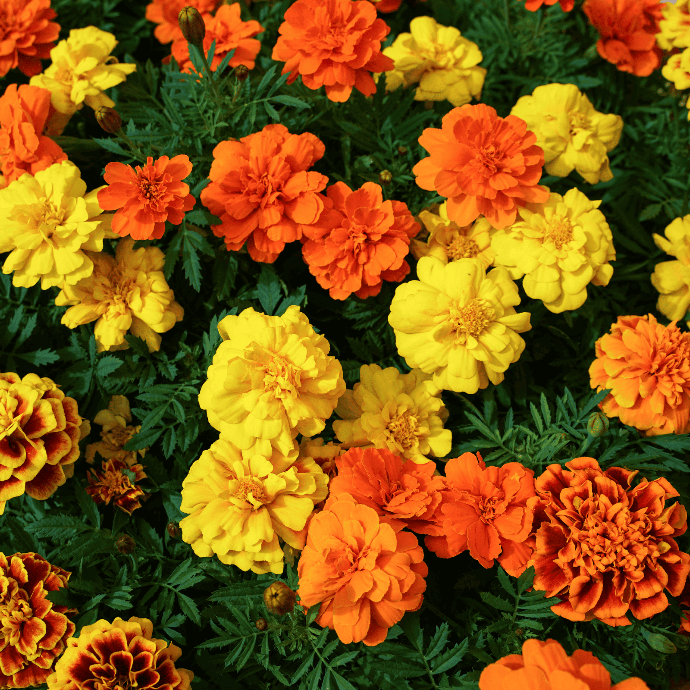 Tagètes (Tagetes sp.)﻿