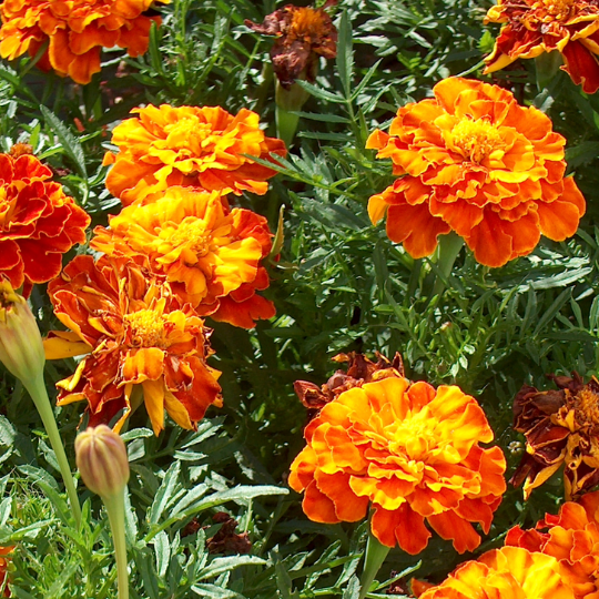 Tagètes ( Tagetes sp.)