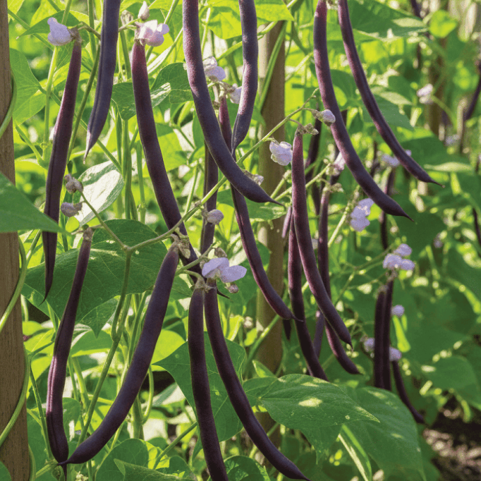 Velour bush bean (Phaseolus vulgaris)