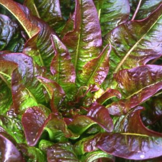 Laitue 'Oreilles du Diable' (Lactuca sativa var. longifolia 'Oreilles du Diable')