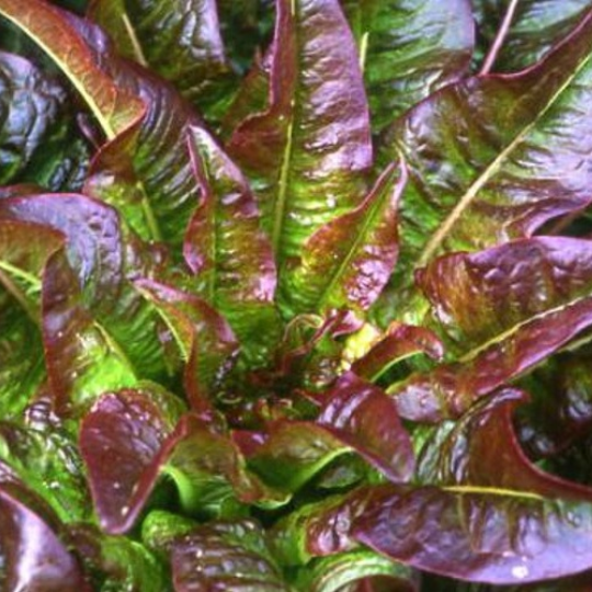 Lettuce 'Devil's Ears' (Lactuca sativa var. longifolia 'Devil's Ears')
