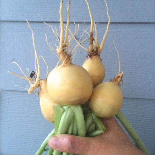 Turnip 'Golden Globe' (Brassica rapa)