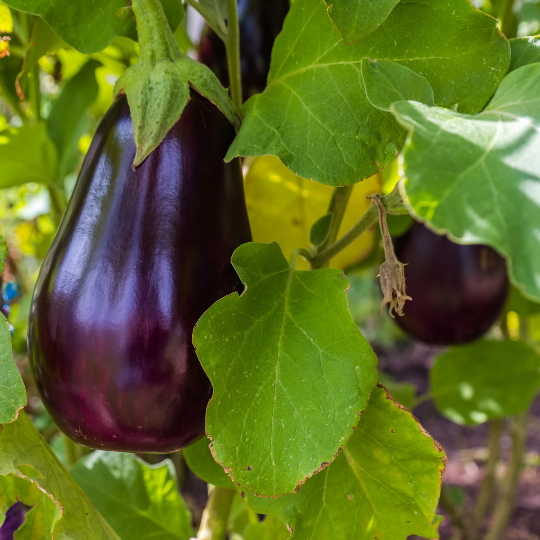 Aubergine 'Mordon Midget' ( Solanum melongena)