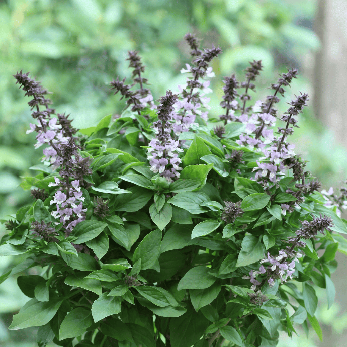 Holy Basil (Ocimum sanctum)