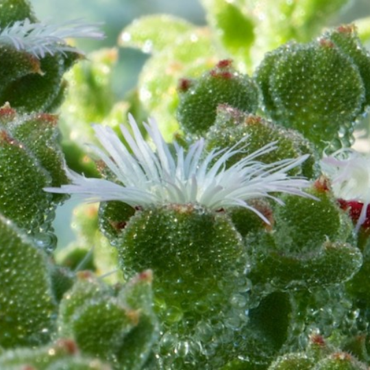 Glacial Ficoid ( Mesembryanthemum crystallinum)