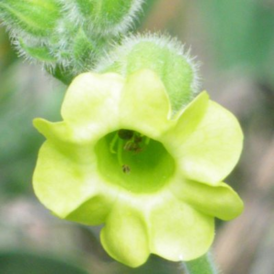 Sacred Mapacho Tobacco (Nicotiana rustica)