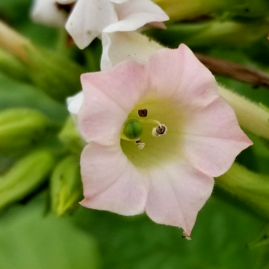 Tabac Hav* Ahna ( Nicotiana tabacum)