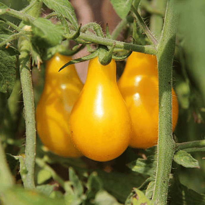 Tomate cerise Poire Jaune (Solanum lycopersicum)