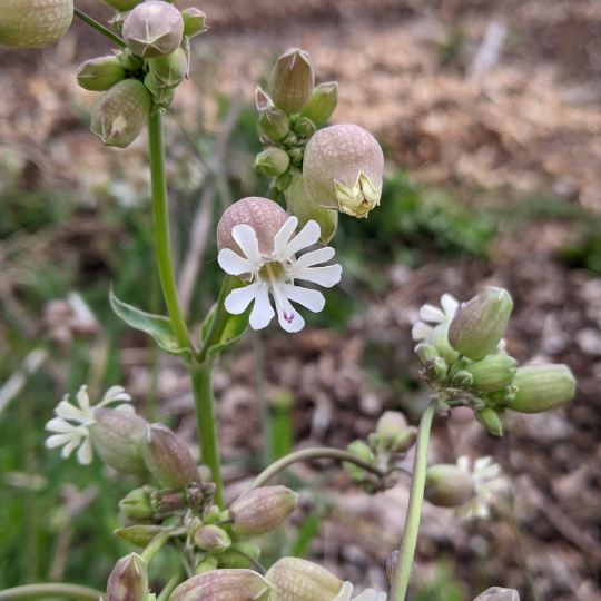 Silène enflée ( Silene vulgaris)