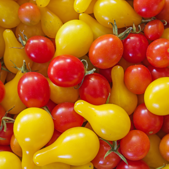 Mixture of "Je Capote" cherry tomatoes (Lycopersicon esculentum and/or Lycopersicon pimpinellifolium)